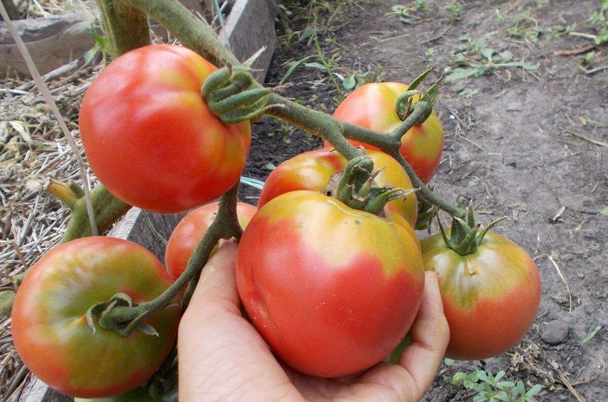 Чтобы улучшить качество плодов, помидоры рекомендуется мульчировать и удобрять 