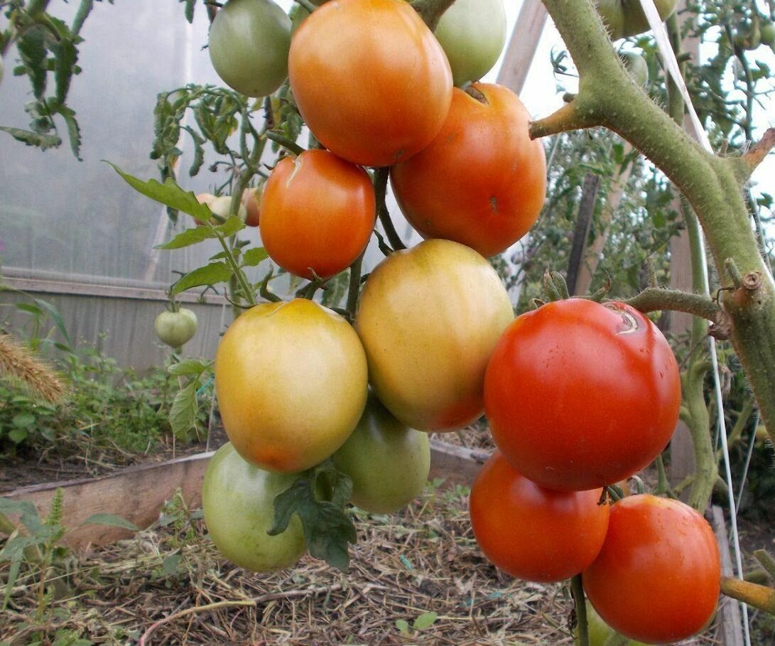 При выращивании помидоров Бычье сердце их рекомендуется подвязывать 