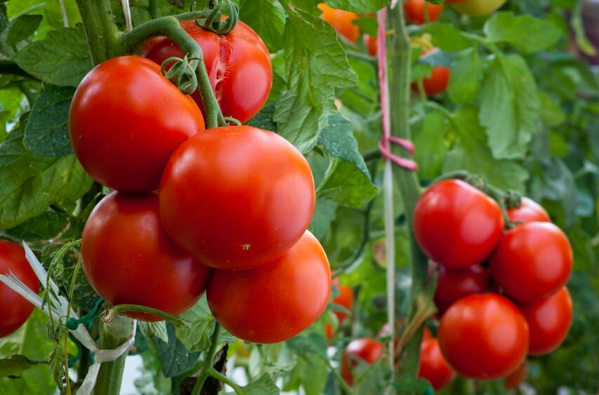 Для здорового роста томатов в теплице нельзя допускать перепадов температуры