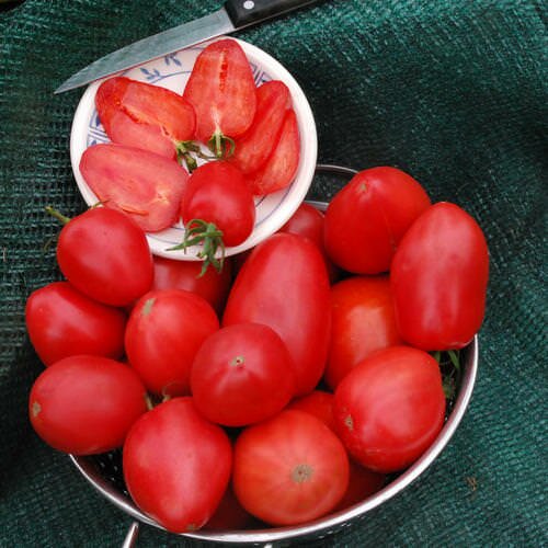 Томат Немецкая Клубника - неприхотливый и популярный сорт помидор
