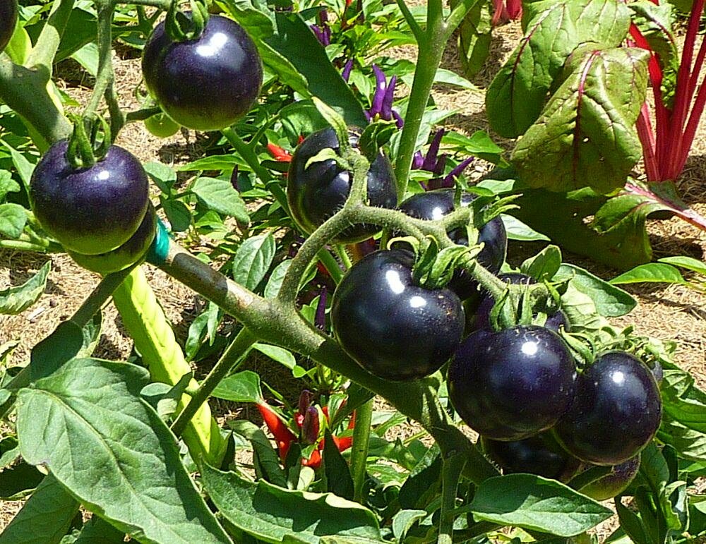 Выращивать томаты Черный принц можно как на открытом воздухе, так и в теплице 