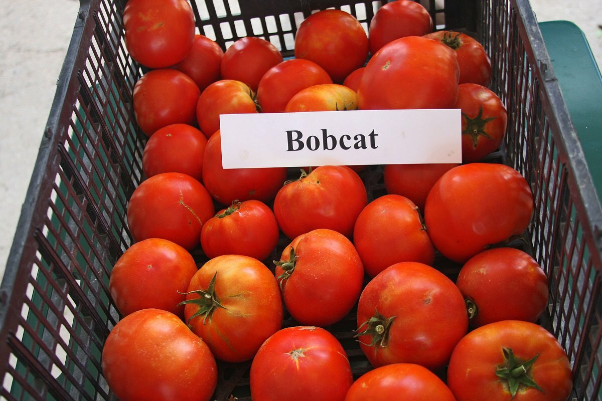 Выращивать помидоры Бобкат несложно, поэтому с этим справится даже начинающий овощевод 
