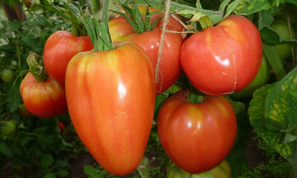 Независимо от сорта, помидоры нуждаются в правильном уходе