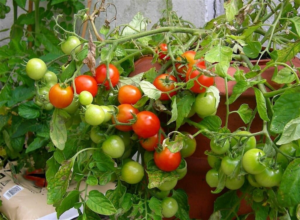 Ознакомиться с различными сортами томатов можно в интернете или в специализированных магазинах 