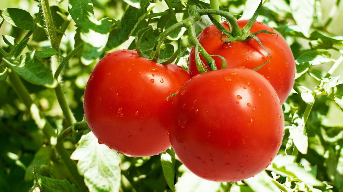 Профилактика и своевременное лечение болезней помидор помогут предостеречь растения от возникновения разного рода заболеваний