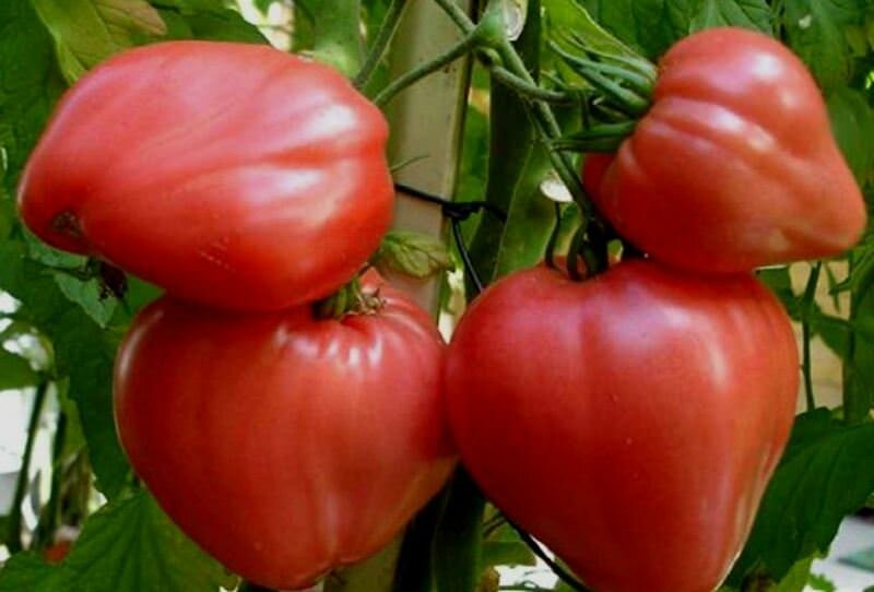 Сорт томатов Большая мамочка очень популярен и имеет хорошие отзывы огородников