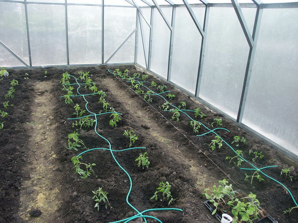 Опытные огородники советуют поливать растения только отстоянной водой комнатной температуры