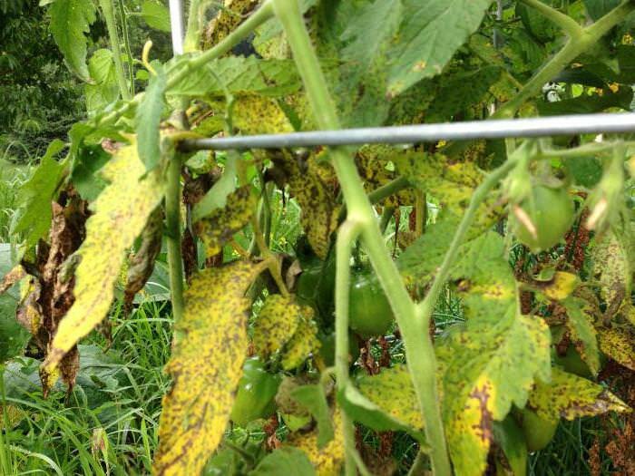 Оптимальные условия для развития фузариозного увядания листьев помидоров создаются в случае, если частые дожди сменяются жаркими днями, но при этом ночи остаются холодным