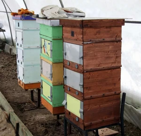 Зимовка пчел в теплице является наиболее грамотным и безопасным решением на холодный период года