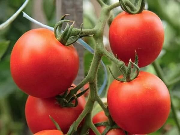 На Урале можно выращивать несколько сортов помидор