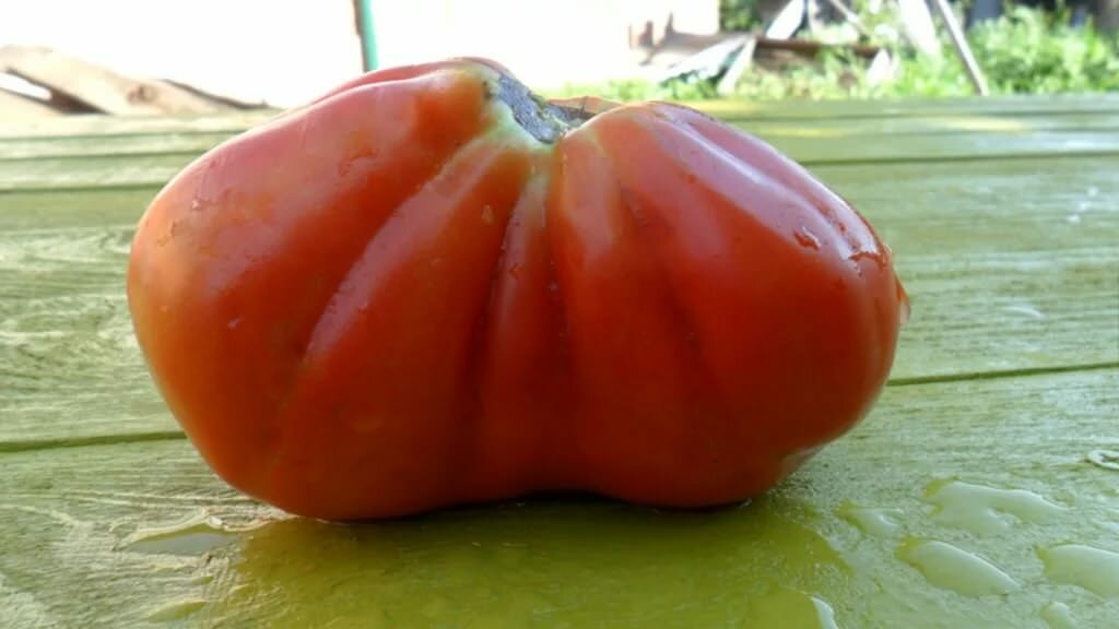 Отзывы о томатах Пузата хата очень противоречивы