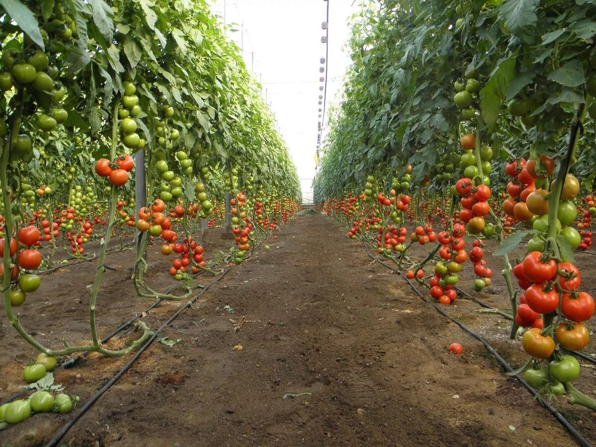 Для выращивания помидоров на продажу не нужно иметь особых навыков и большой стартовый капитал 