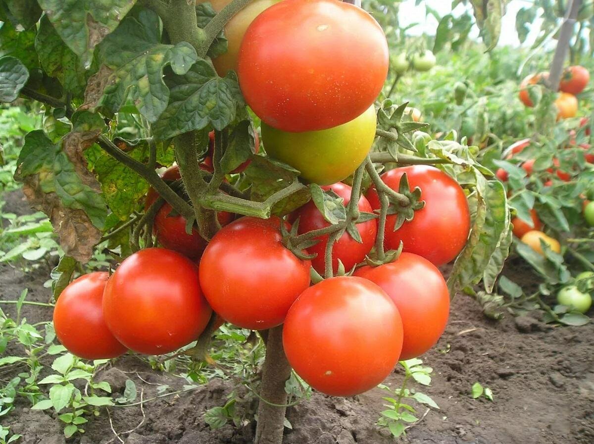 Выбирать низкорослые сорта помидор следует в зависимости от климатических условий местности и конструкционных особенностей теплицы 