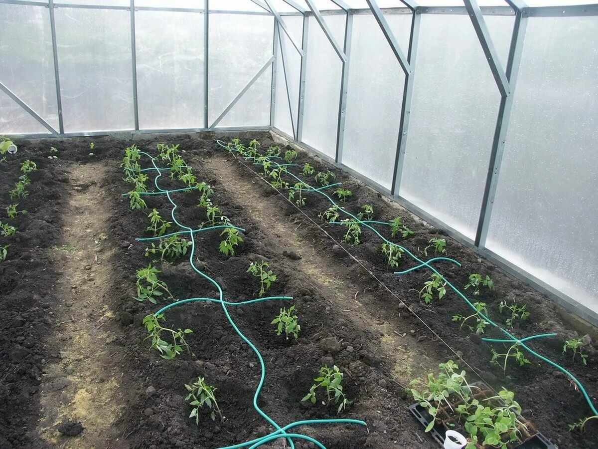 Чтобы было удобнее выращивать помидоры в теплице, ее стоит оборудовать системой автоматического полива 