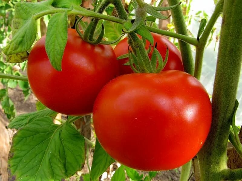Урожайность томатов в теплице, в первую очередь, зависит от выбранного сорта