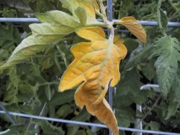 Проволочные насекомые могут стать причиной того, что желтеют листья на помидорах