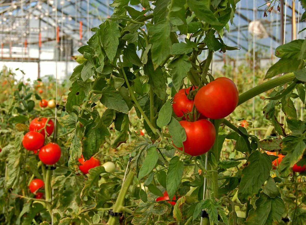 Перед тем как приступить к выращиванию помидор на продажу, нужно выбрать подходящий сорт и закупить удобрение 