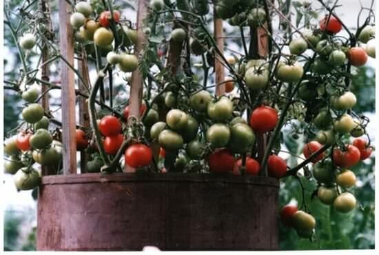 Выращивание помидоров в бочке повышает урожайность и удлиняет сезон сбора урожая
