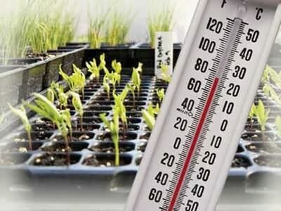 Оптимальная температура при выращивании рассады зависит от культуры