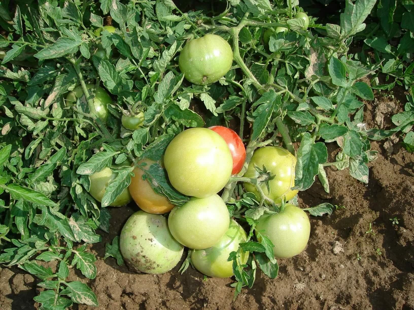 Разнообразие сортов позволяет подобрать томат под свои условия и требования