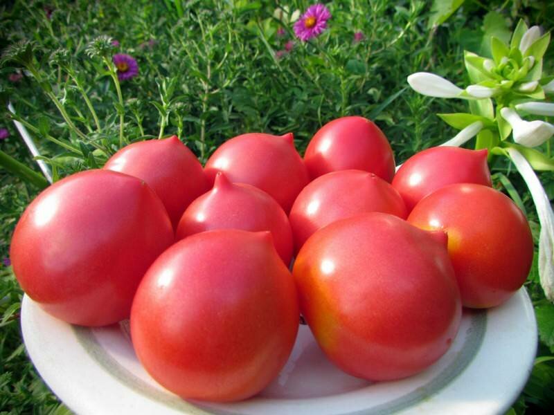Многие огородники отмечают, что особое внимание следует обращать и на урожайность томатов 