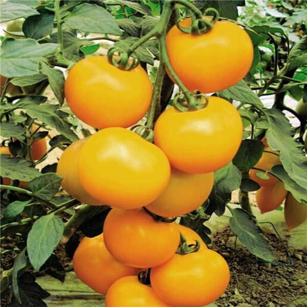 Сорт томатов В десятку – ранний, созревание массового характера наступает уже через 85 дней после всхода посеянных на рассаду семян