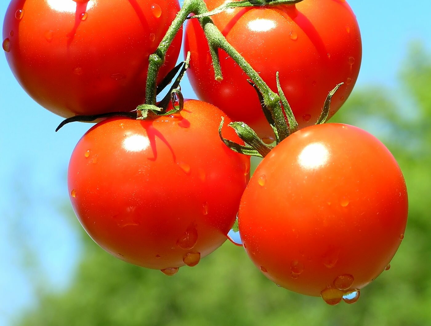 В тепличных условиях томат Красным-красно может дать рекордный урожай