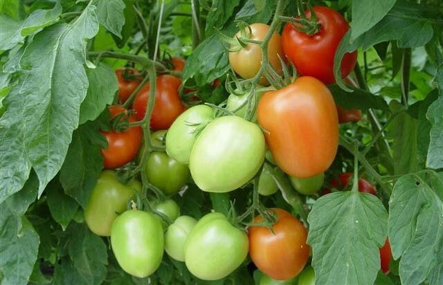 помидоры для сибири в теплице