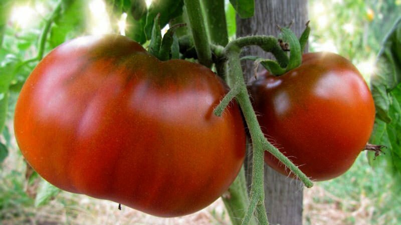Чтобы помидоры были крупными и вкусными, следует знать, какой сорт выбрать для посадки