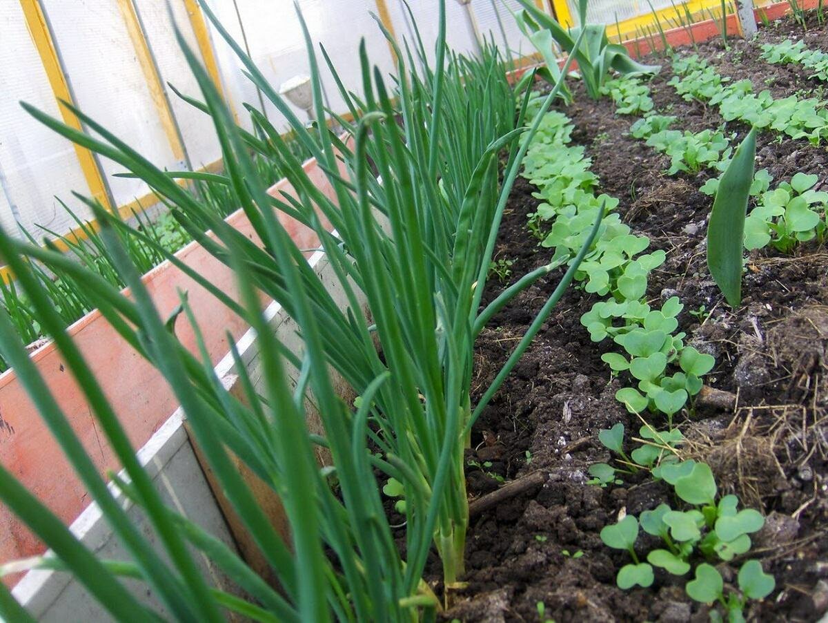 Чтобы получить свежую зелень ранним летом, в теплице можно посадить лук 