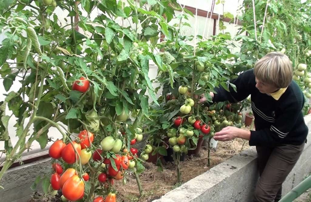 Если вы решили выращивать помидоры в теплице, тогда следует заранее подготовить помещение и создать подходящий микроклимат 