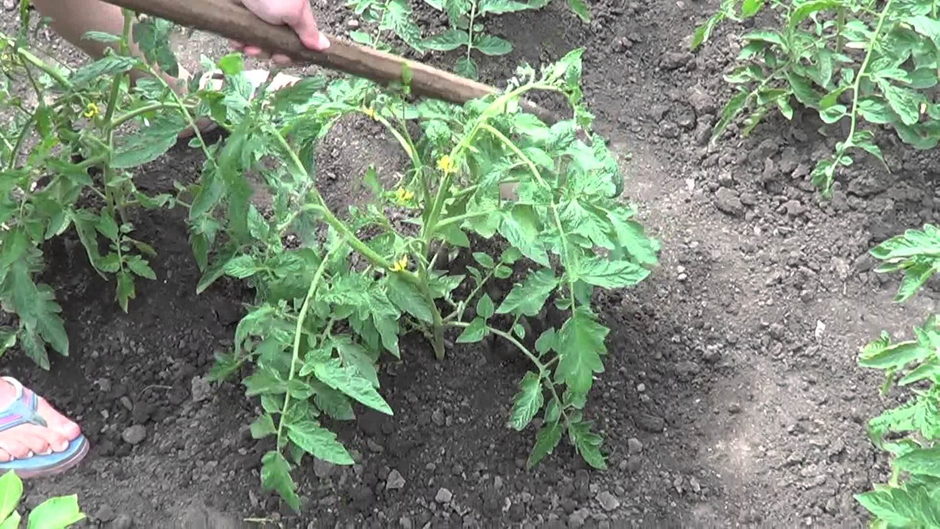 Окучивание помидор поможет укрепить корневую систему и стебель растения