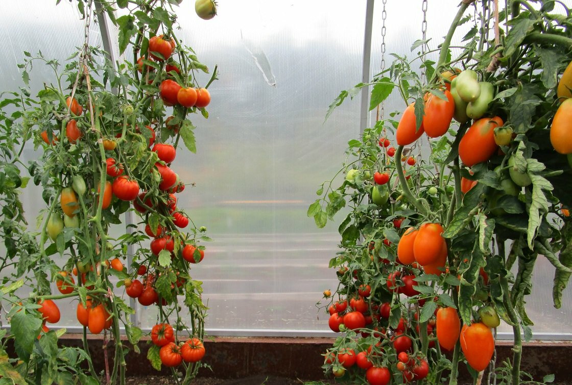 Подвязывать помидоры следует таким образом, чтобы плоды не лежали на земле 