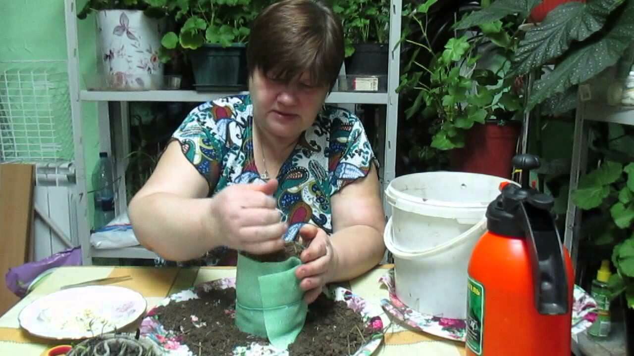 Перед посадкой помидор в улитку, необходимо подготовить почву