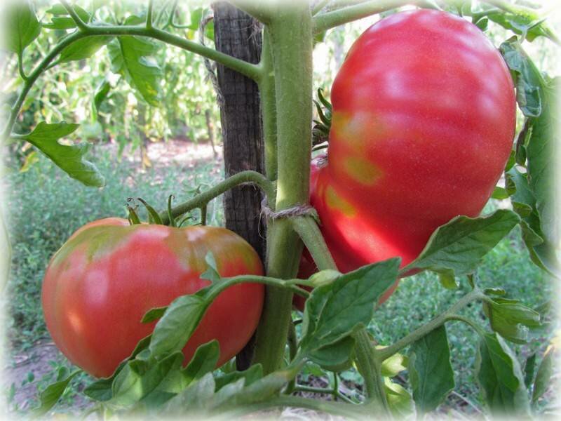 Вкусные и потрясающие томаты «Малиновый Гигант». Покоряют всех своими размерами и вкусом
