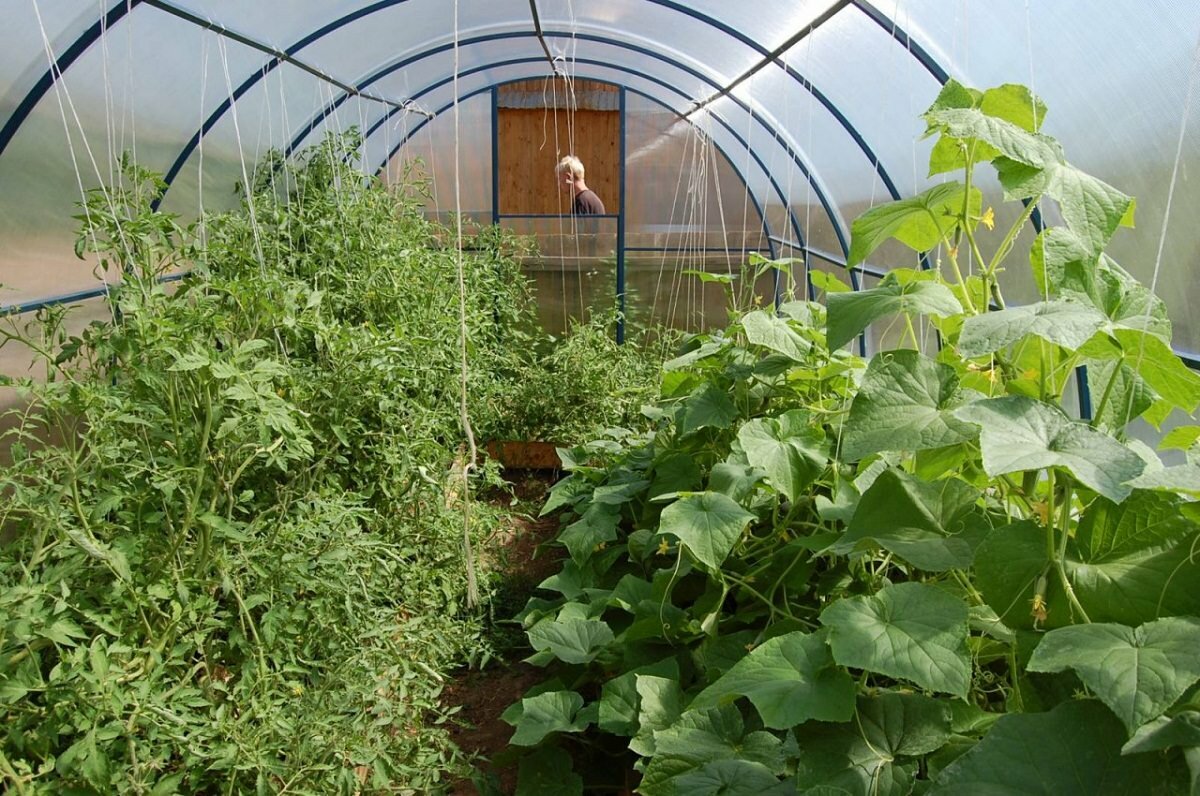В одной теплице можно выращивать различные виды овощей, например, помидоры и огурцы 
