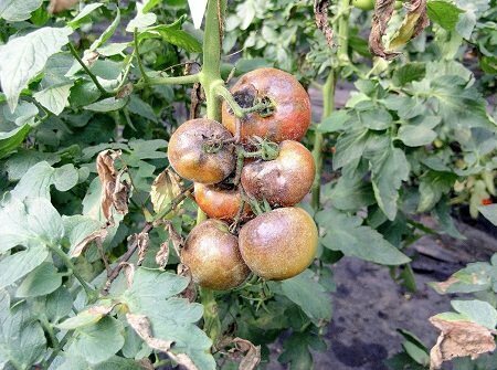 Если один из кустов помидоров заражен фитофторой, то его следует выбросить, а остальные нужно обработать с помощью специальных химических средств 