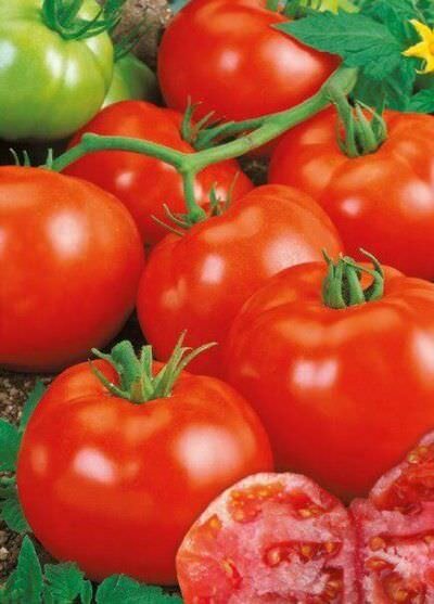 Помидоры Ляна - высокоурожайный сорт томатов