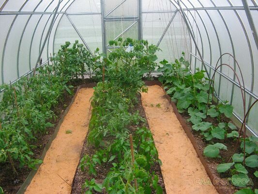 Можно ли выращивать арбузы в теплице вместе с помидорами?