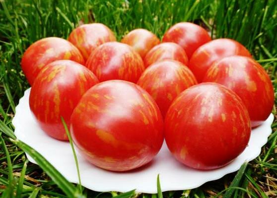 Невероятным вкусом и полезными качествами отличается сорт помидор под названием Яблоко
