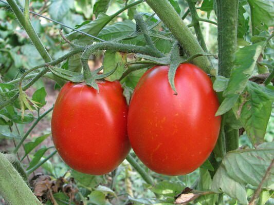 Выбирая семена помидоров, следует учитывать качество грунта в тепличном помещении