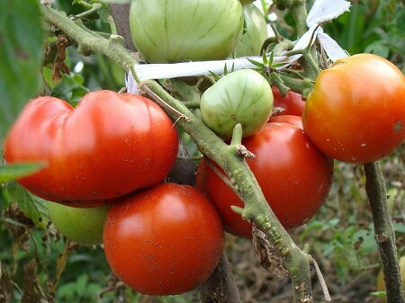 Низкорослые томаты отлично подходят для выращивания в небольших теплицах и парниках 
