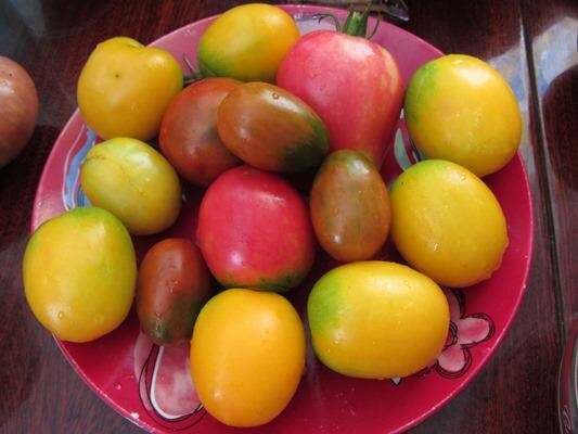 Выбирая сорт томатов для выращивания, следует учитывать их вкусовые качества, характеристики и другие показатели 