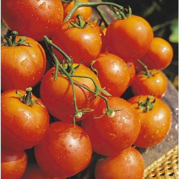 Гибридный томат Благосвет, подходящий исключительно для теплиц