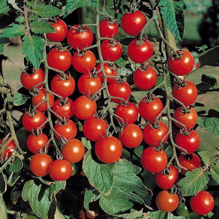 Выбирая сорт томатов для выращивания в теплице, необходимо сперва ознакомиться с их характеристиками и качеством