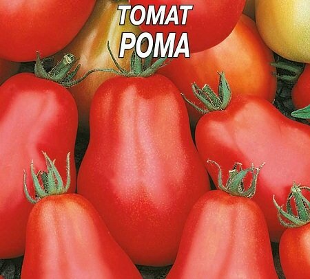 Отличительной формой помидор Рома является продолговатая форма 