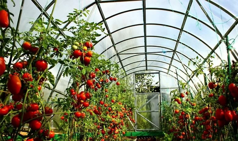 Температура для выращивания помидор в теплице - очень важный фактор