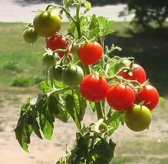 Формирование куста помидоров в теплице - необходимый процесс