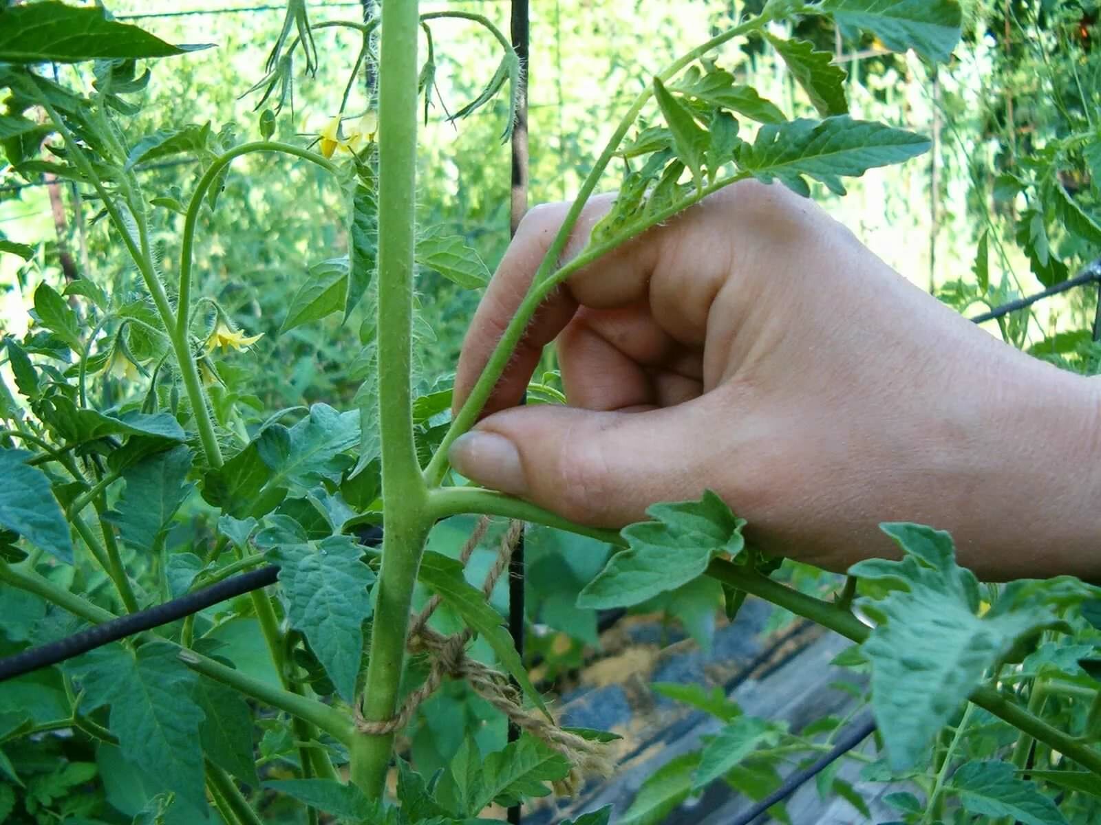 Важность такой процедуры нельзя недооценивать, а правильно осуществлённое пасынкование оказывает благотворное влияние на выращивание томатов в теплице и формирование большого урожая