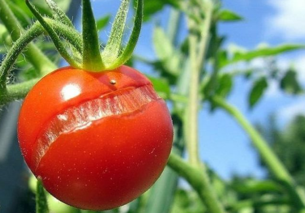 Чтобы помидоры росли здоровыми и не трескались, за ними необходимо правильно ухаживать